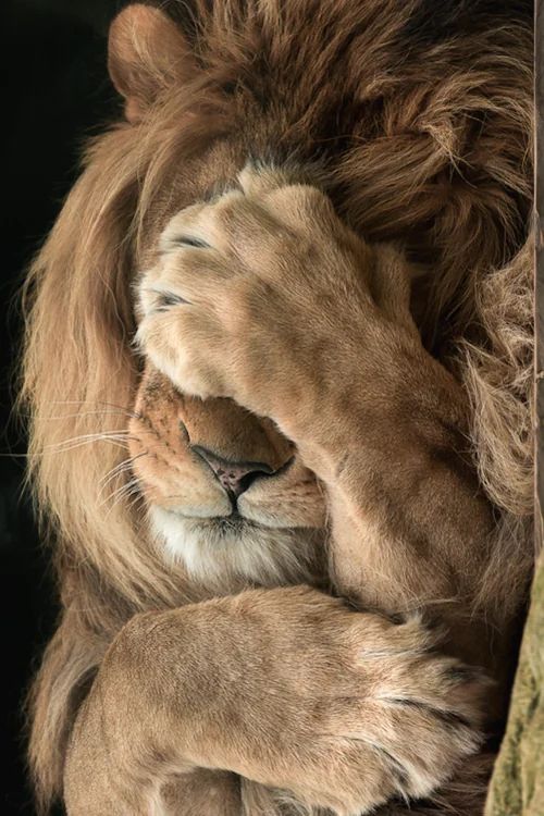Tired and depressed-looking lion
