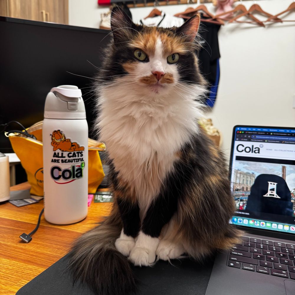 Calico cat sitting on office desk looking at camera. To her right a water bottle with stickers on it. to her right a laptop with Cola Guillotine Beanie on screen.