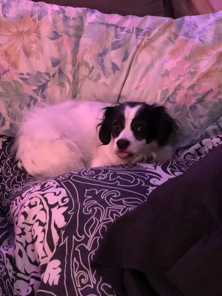 My little black and white dog curled up in blankets with his tongue out a little bit
