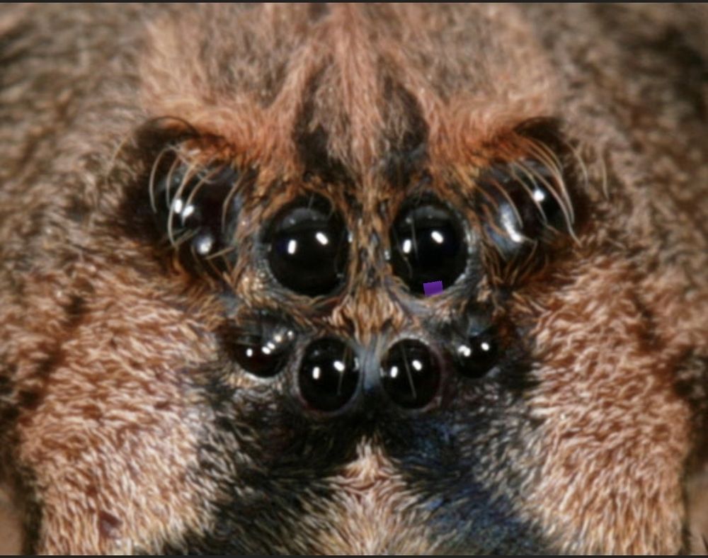 Close up of a random species of spider I nicked off the InterWeb...