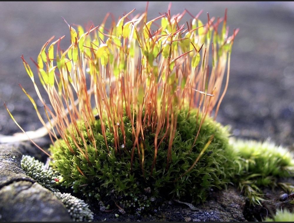 One of the myriad species of moss. 

Photo: freeimages.com 