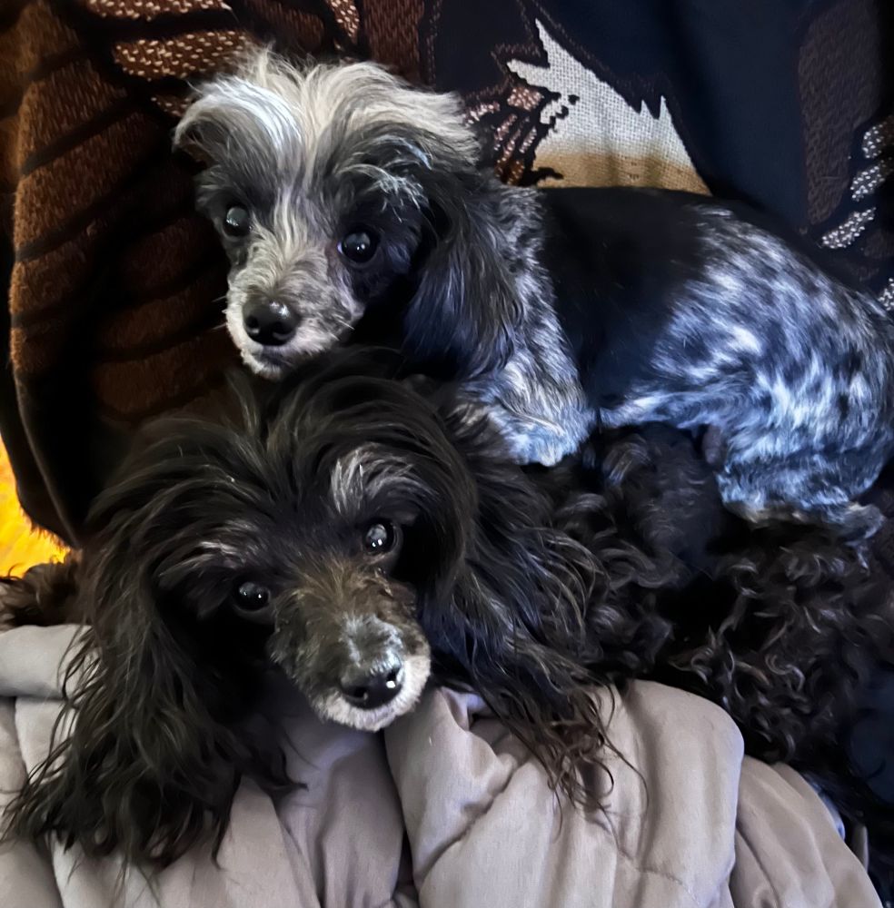 Miniature poodles(top) Harlee and (bottom) Pepper