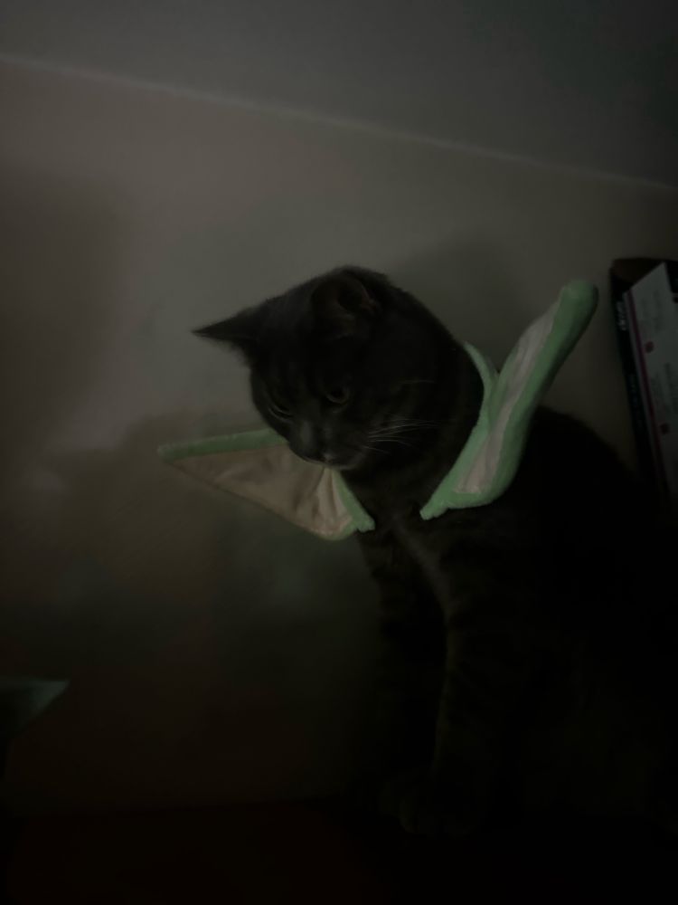 He actually wore these Baby Yoda ears for a long longer than I expected