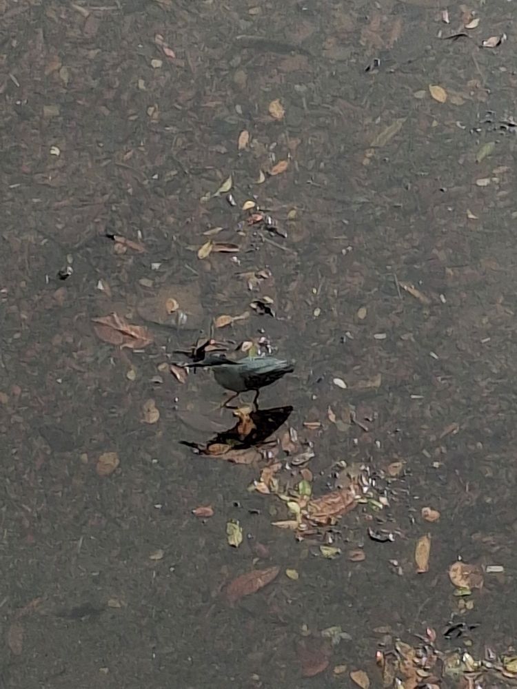 A bluish-grey heron tiptoeing in shallow, leaf-litter collecting water