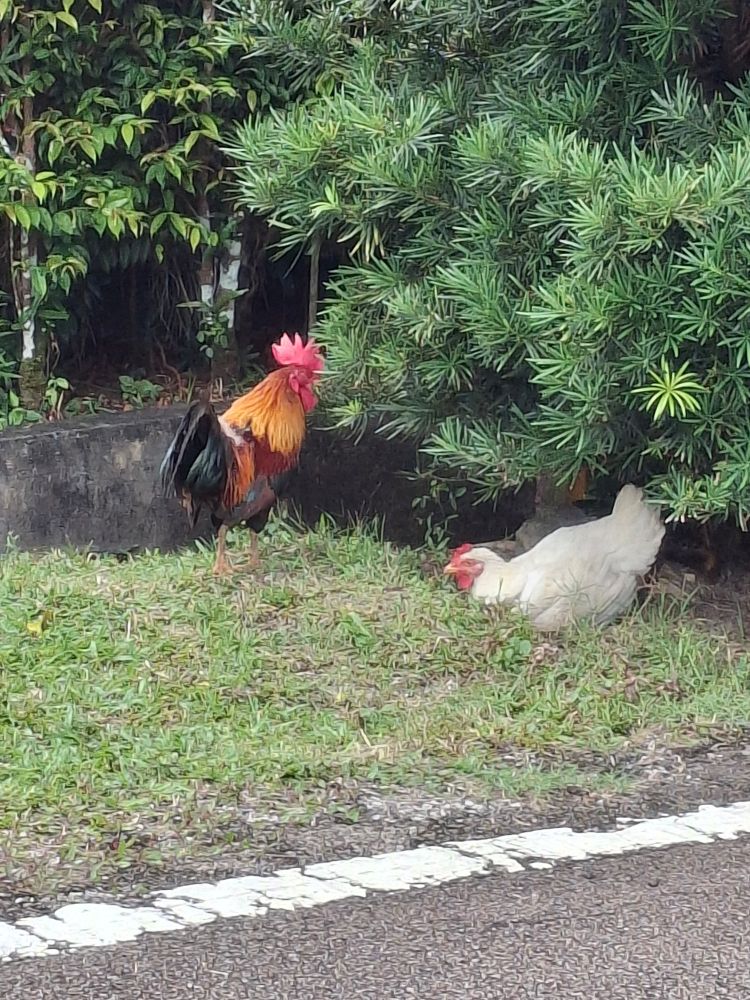 two full grown chickens, a rooster and a white hen, by the side of the road. the hen is digging a nest in the ground.