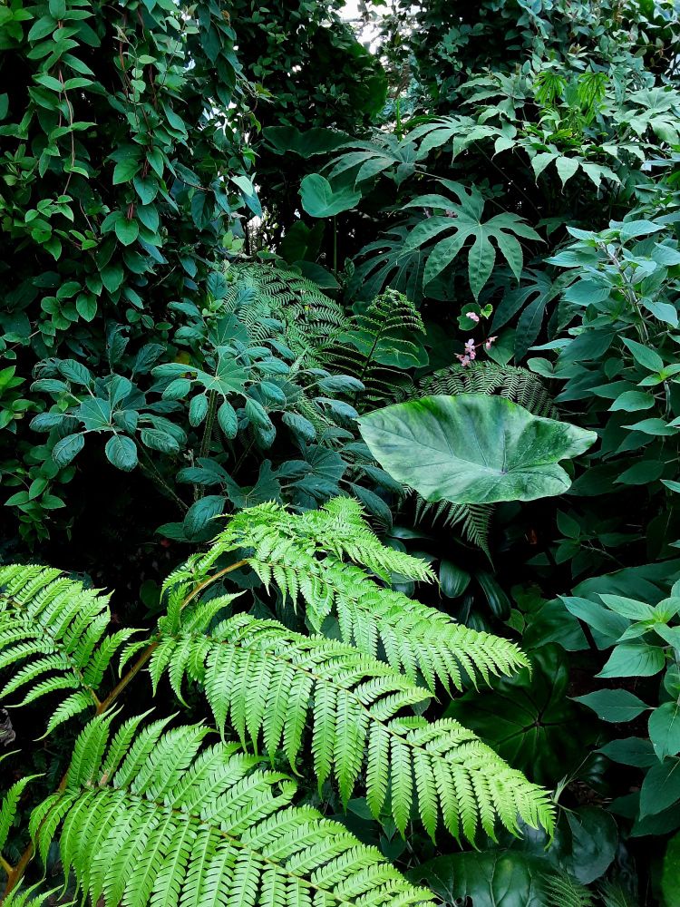 Exotic plants with large leaves in the garden