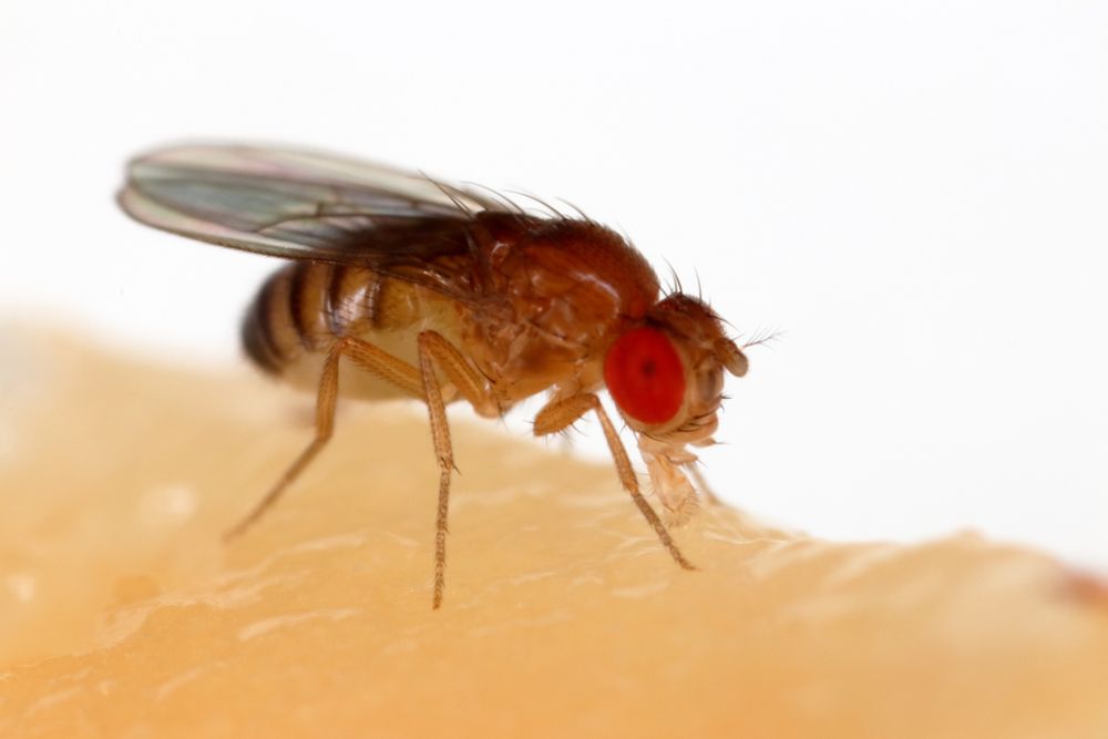 Image of a fruit fly (Drosophila melanogaster) credit: Sanjay Acharya 