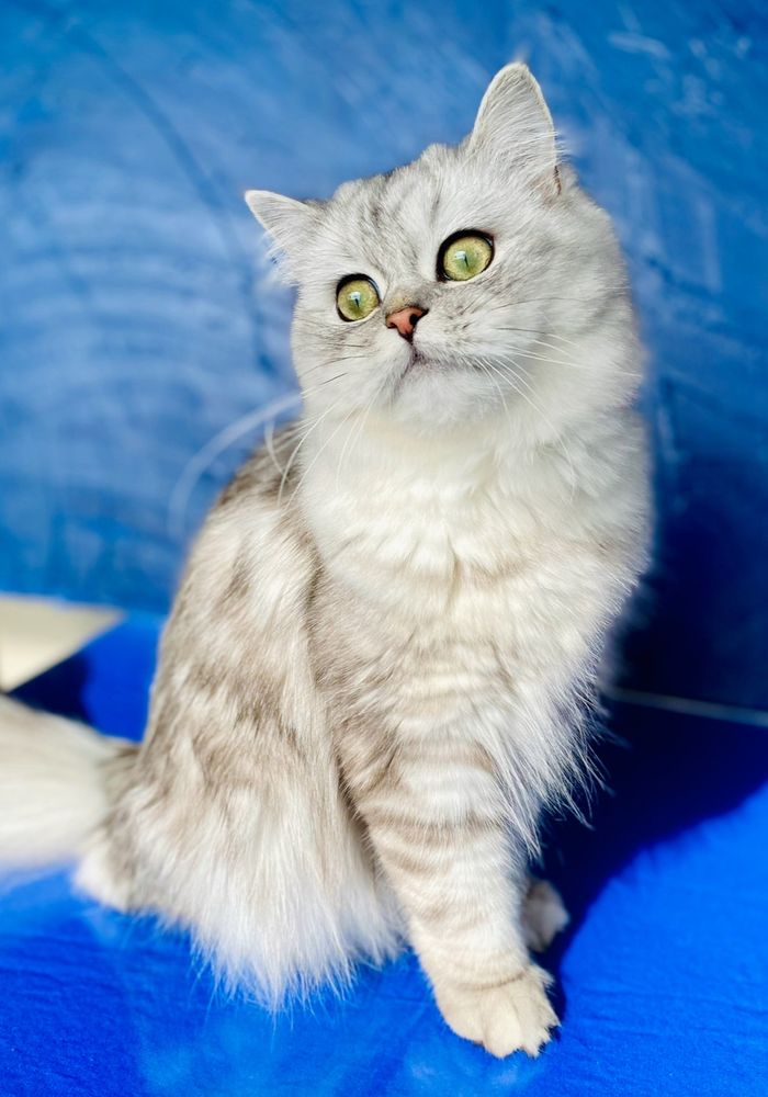 Happy #Caturday everyone!
xo, Bisous
White chinchilla ragamuffin Persian cat 🐈 momma