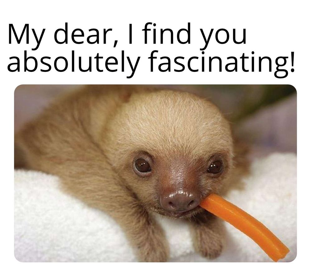 A meme featuring a close-up photo of an adorable baby sloth. The sloth has light brown fur, large dark eyes, and a small pink nose with a tiny white spot on it. It is lying on what appears to be a white fluffy blanket and is gently holding a small, orange carrot stick in its mouth, looking directly forward. The text at the top of the meme reads: "My dear, I find you absolutely fascinating!"
