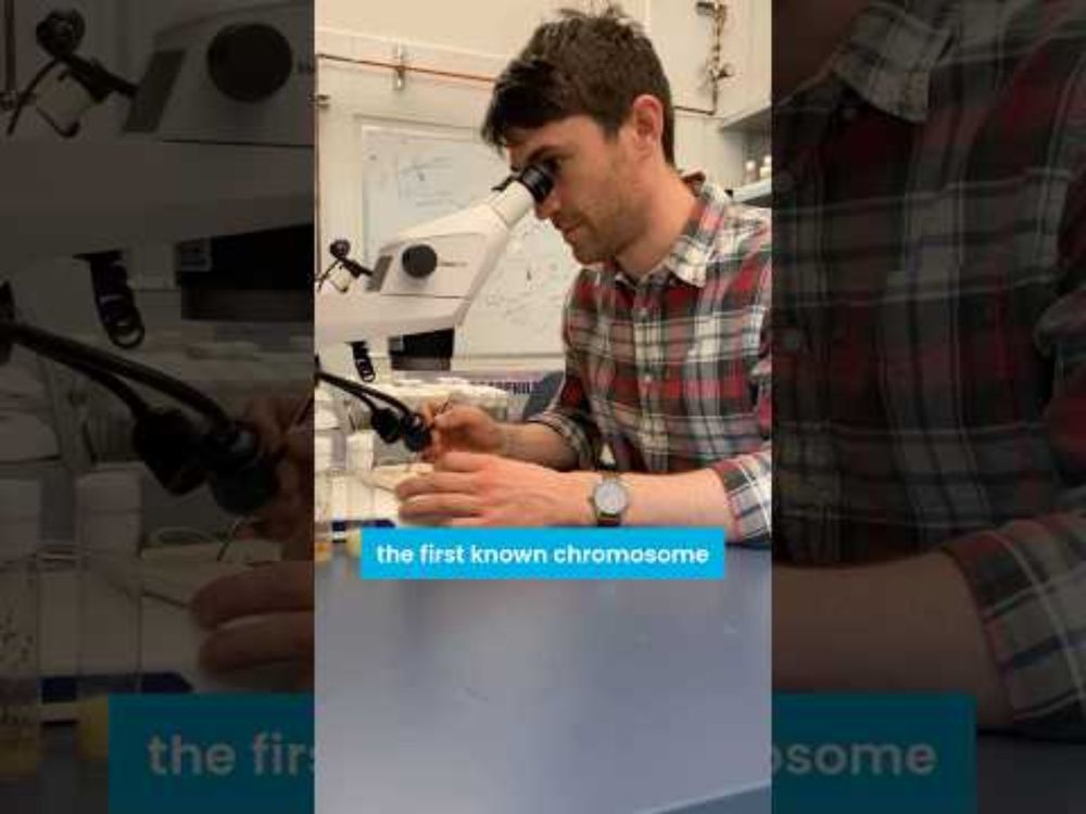 This Chromosome Is Rigging Reproduction—and Winning