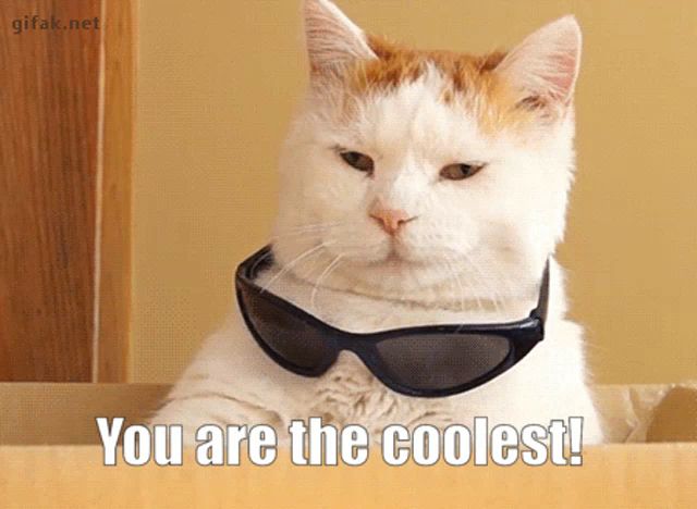 a cat wearing sunglasses with the words you are the coolest on the bottom