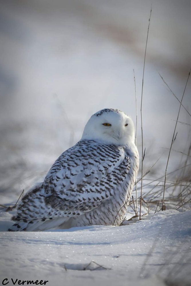 Female or immature Snowy Owl sitting in snow. 