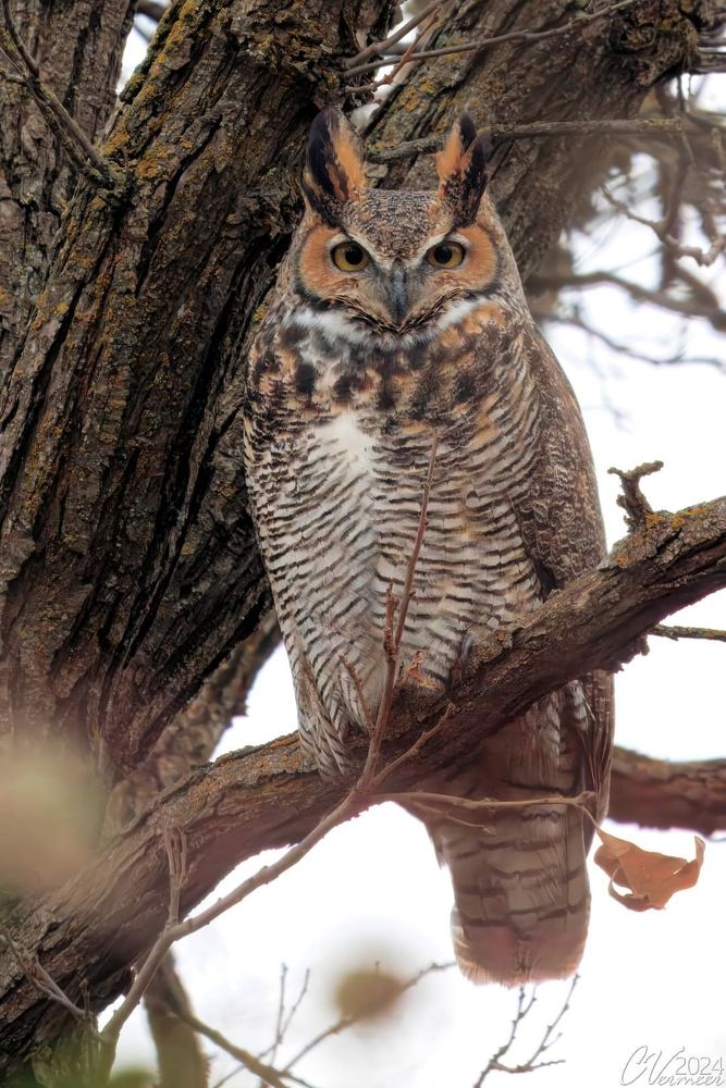 Great Horned Owl in a tree