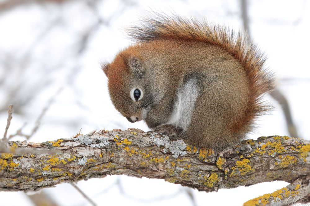 Red, beige, grey squirrel with a white belly and eye-ring, on an oak branch, front paws curled under his or her chin