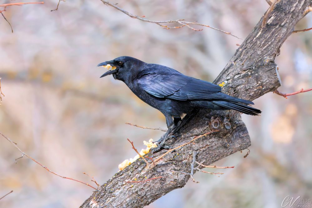 Crow on a branch eating what appears to be a hot dog bun.