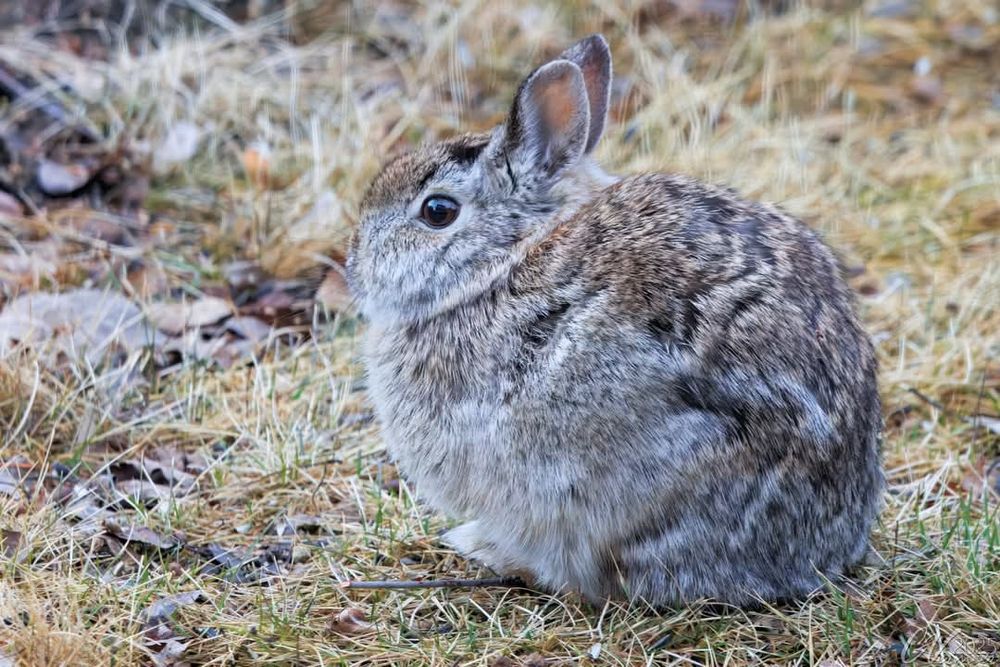 Grey and beige Cottontail rabbit sitting in yellow grass.