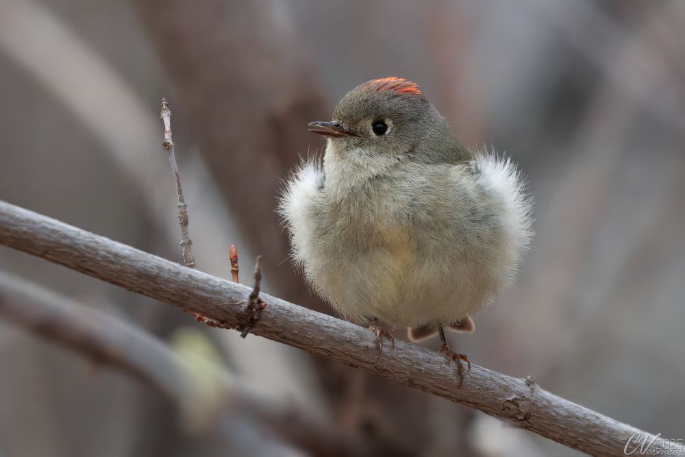 Pale yellow/beige bird with olive toned head/back and red crown, sitting on a branch, fluffed up from a breeze