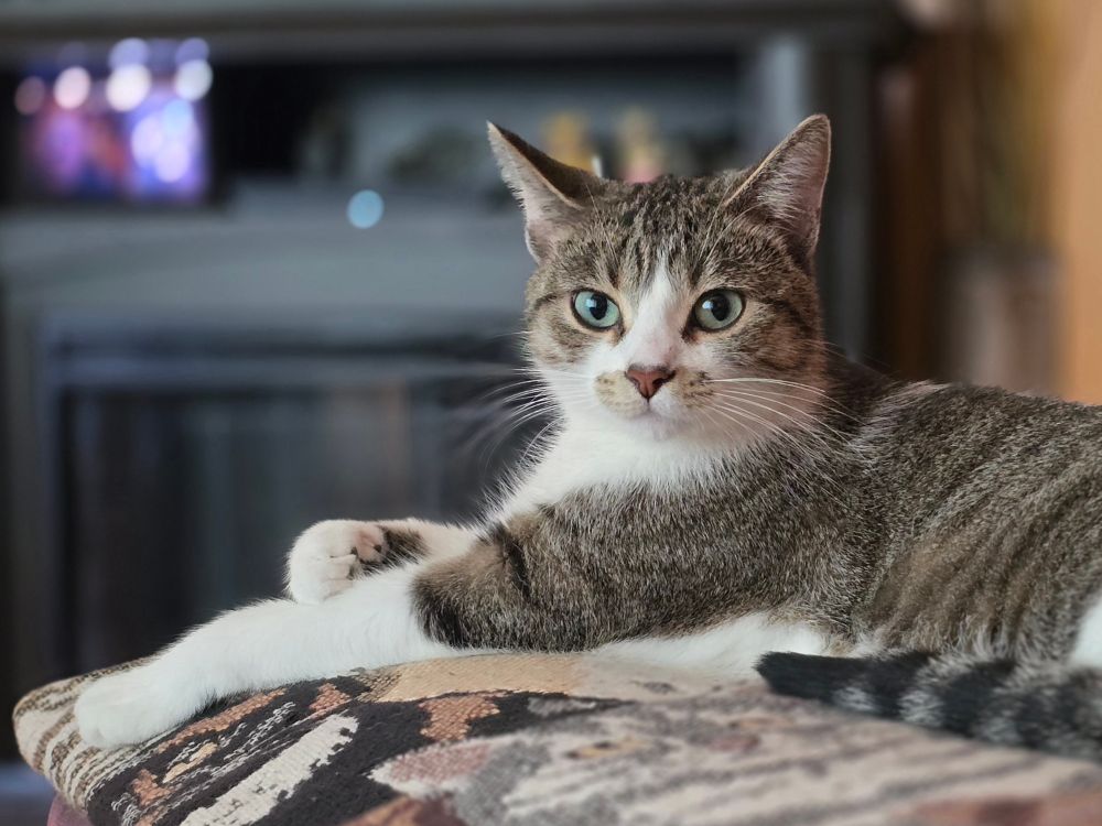 Brown/beige and white tabby cat laying on a blanket.