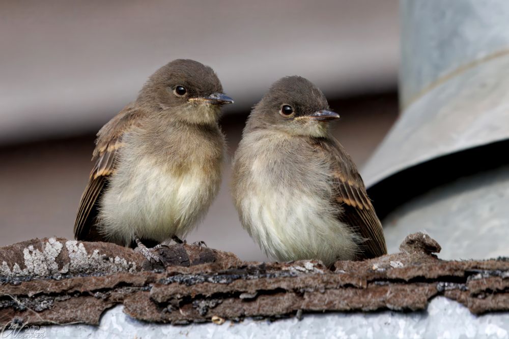 Two Brown and Beige juvenile Eastern Phoebes on a roof