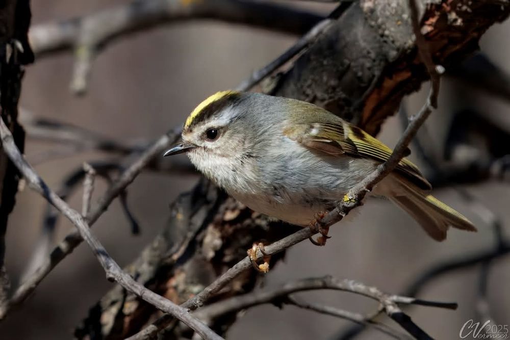 Predominantly grey bird, with some white on the throat, with a yellow cap lined with black, and some black and yellow in his wings and tail.