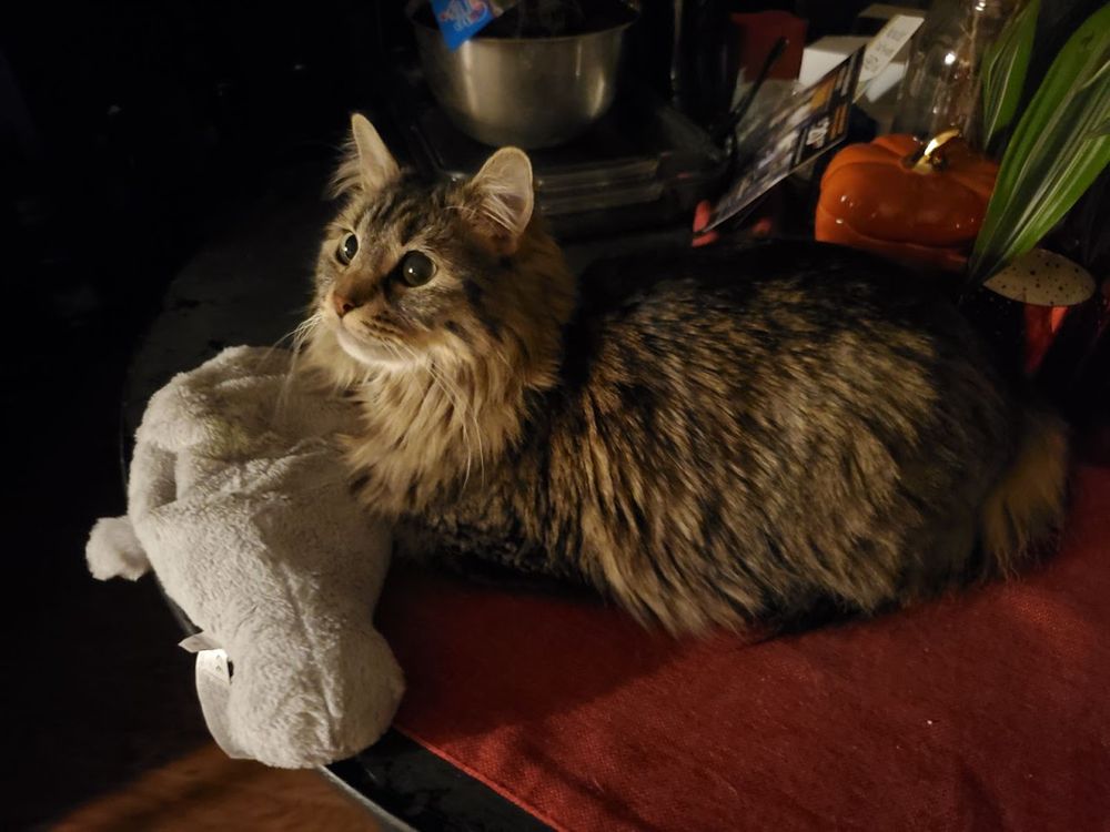 photo of a very floofy grey tabby cat sitting with a stuffed manatee on a table. the room is dark save for a kitchen nightlight, which she's looking at with big bright eyes.
