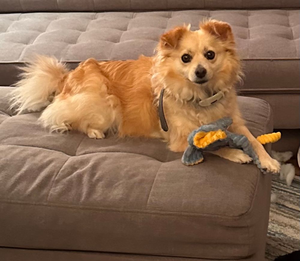 This tan Pomeranian appears to see something disturbing off to the left while she holds one of her many chew toys between her paws. She sits atop her grey ottoman ready to pounce. 