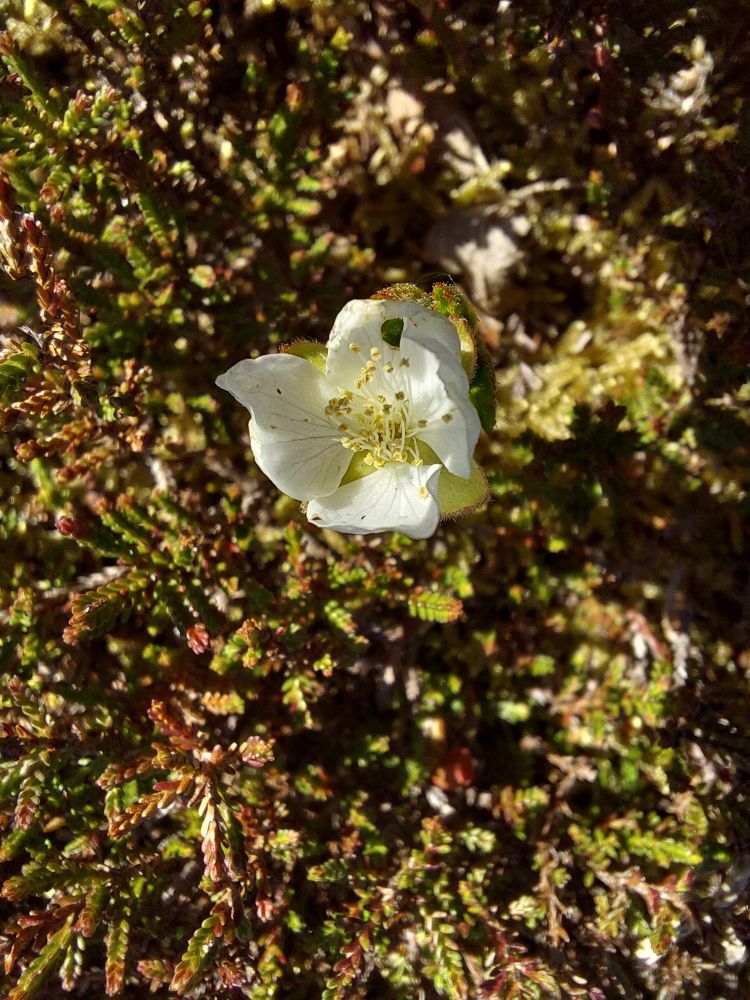 A small white Cloudberry flower Rubus chamaemorus