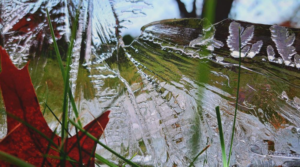 Eine Scheibe Eis aus der Regentonne mit unterschiedlichen Kristallstrukturen liegt im Garten im Gras. Unten links ein Teil eines herbstlich gefärbten Eichenblatts.