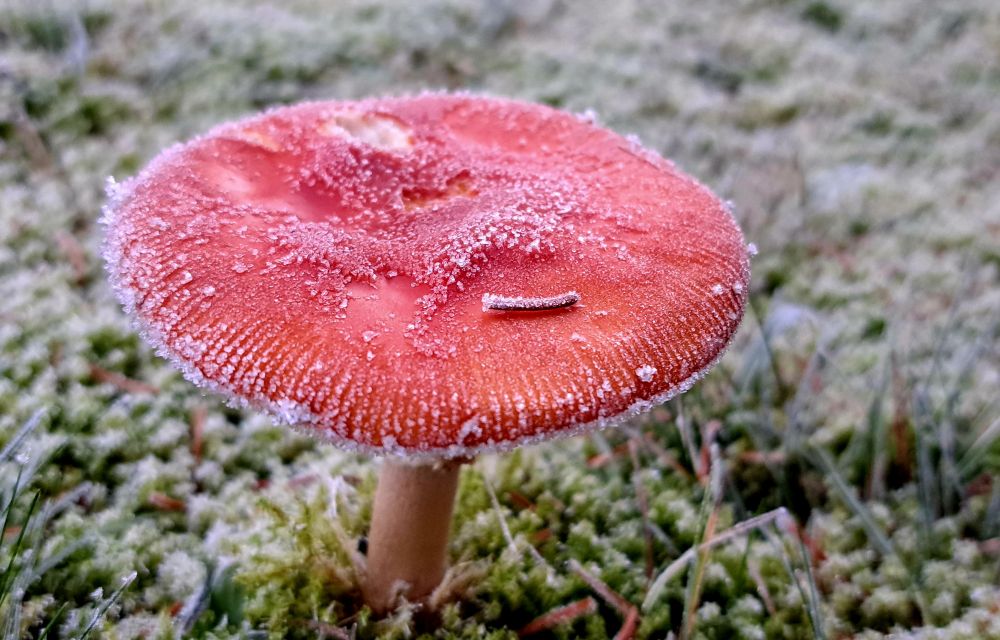Ein punkteloser, roter Fliegenpilz auf der frostigen Wiese im Garten, von Raureif bedeckt, aus der Nähe fotografiert 