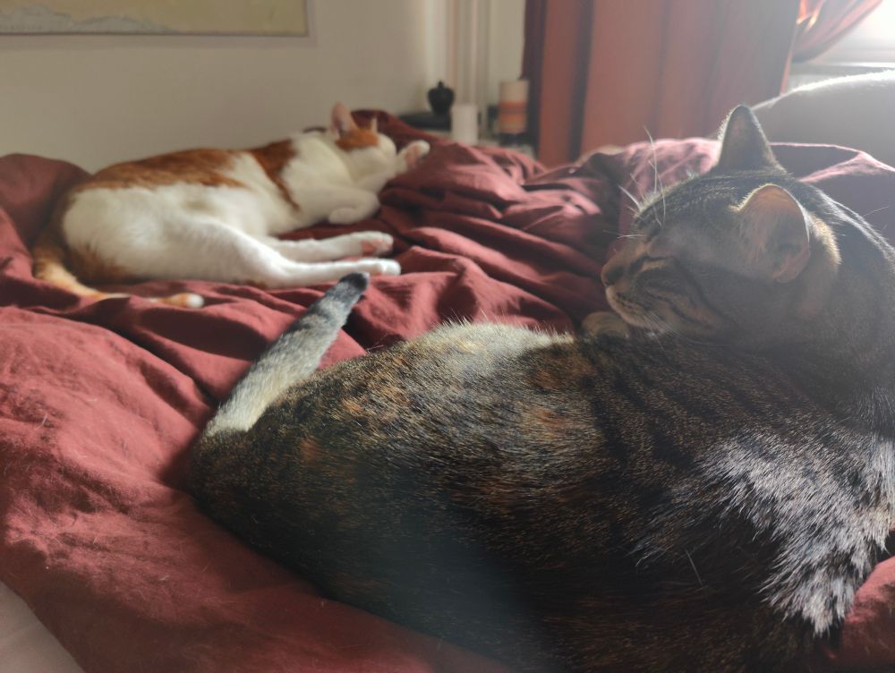 Two cats sleeping in a bed