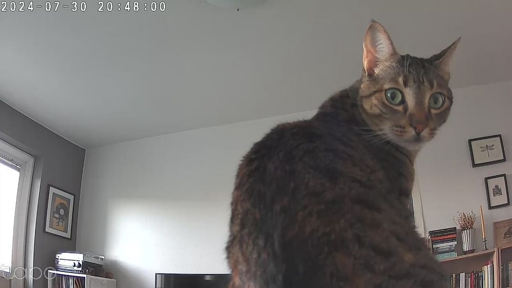 Tabby cat looking at camera