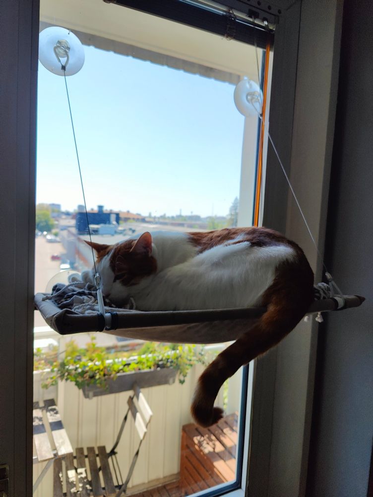 orange and white cat sleeping by the window