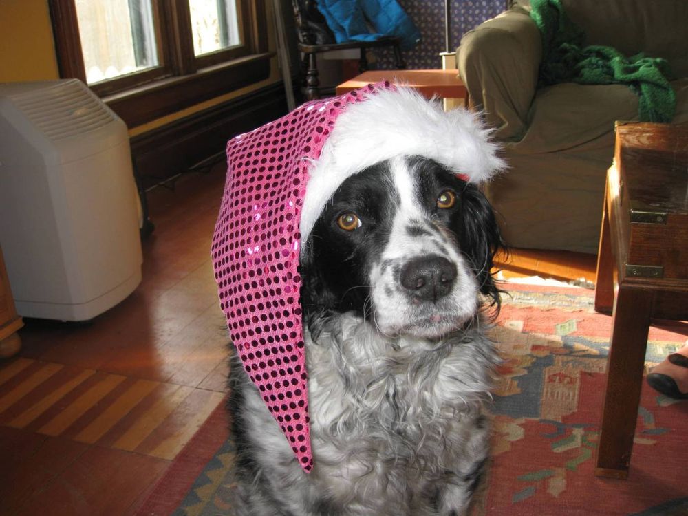 Black and white spaniel looking ashamed of himself for having eaten the pompom off the sparkly Santa hat he's wearing.