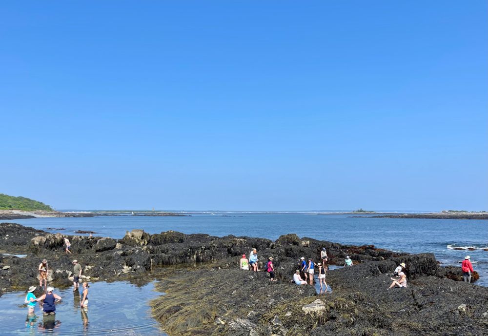Teachers exploring the tide pools and making observations about our ecology. 