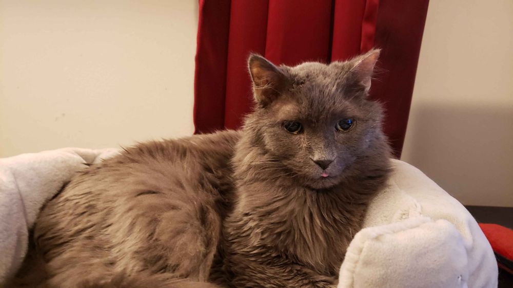 Big ass fluffy grey cat laying in a cat bed. He's awake and looking slightly off camera with a smol blep barely peeking out of his mouth.
