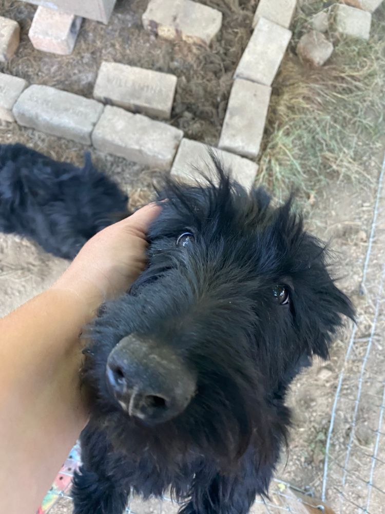 Hamish the Scottie looking for pets. 