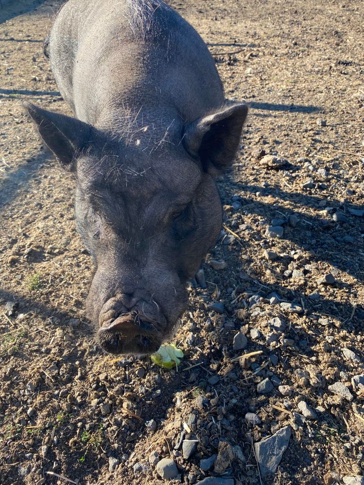 Hamlet the pig looking for dinner. 