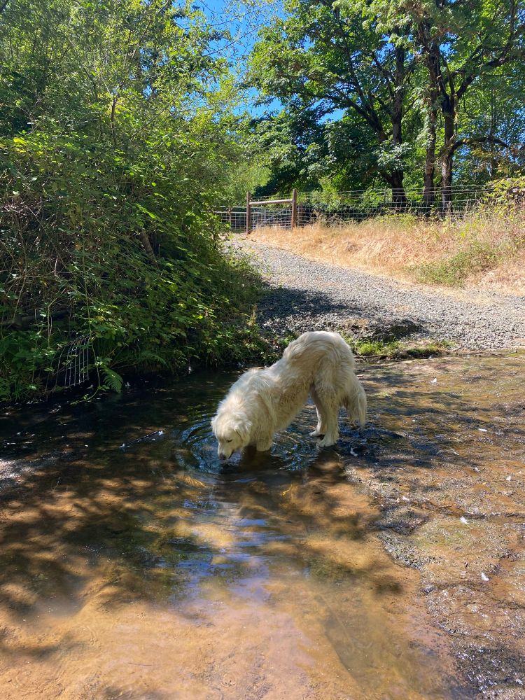 My mom’s Great Pyr cooling off in the creek. 