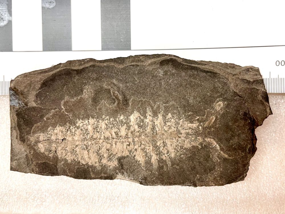 A white phosphatized fossil of an arthropod of contested affinity from the Eramosa Formation