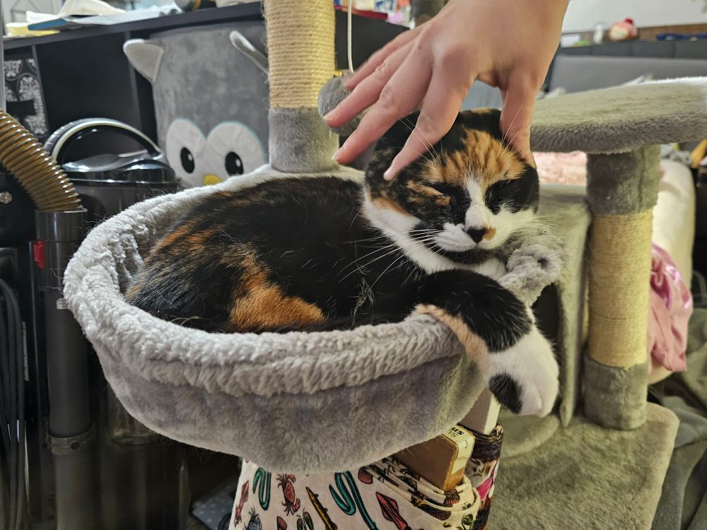 A calico cat sitting in a Grey plush bowl getting her head squished. 