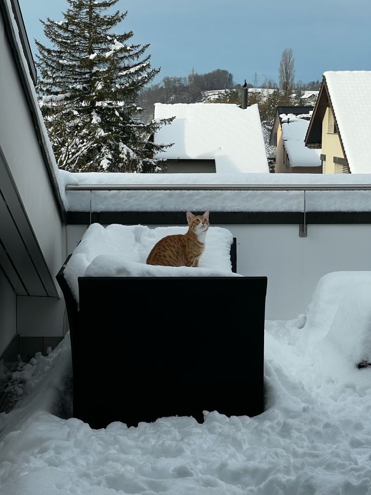 Katze im Schnee