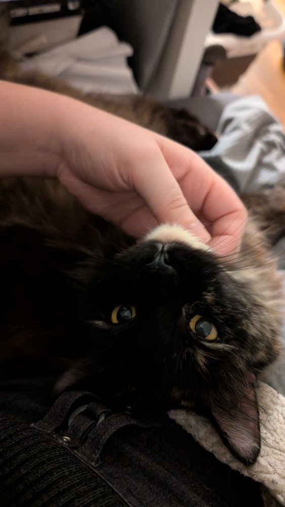 A tortoiseshell cat is getting scratched underneath the chin. Her head is tilted back and looking up with big eyes at the camera.
