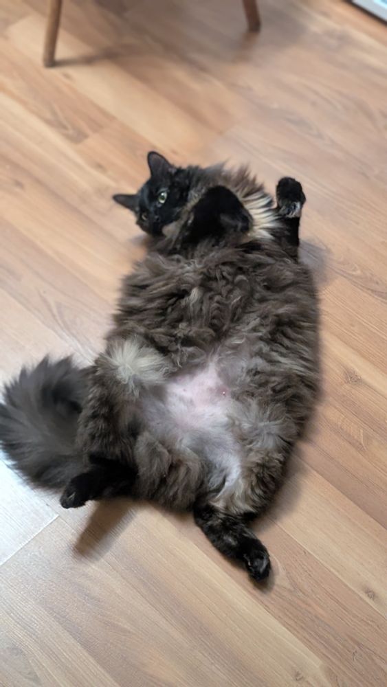 A very fluffy long hair tortoiseshell cat lies on a wooden floor. Her belly is fully exposed and very soft and fluffy. Her paws are tucked up.