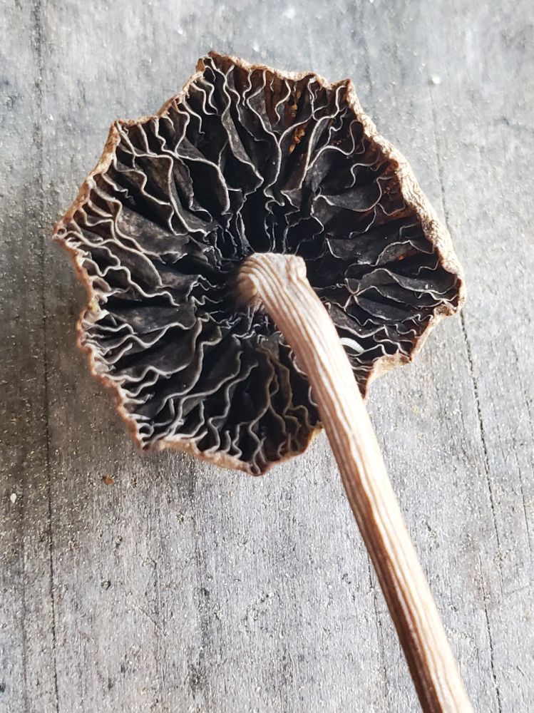 Underside of a little brown mushroom with frilly gills and stripped stipe.