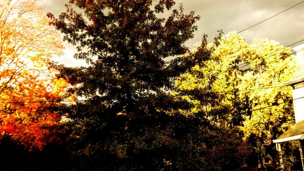 Three trees; one in the foreground in shadow, two in the background lit with gray skies.