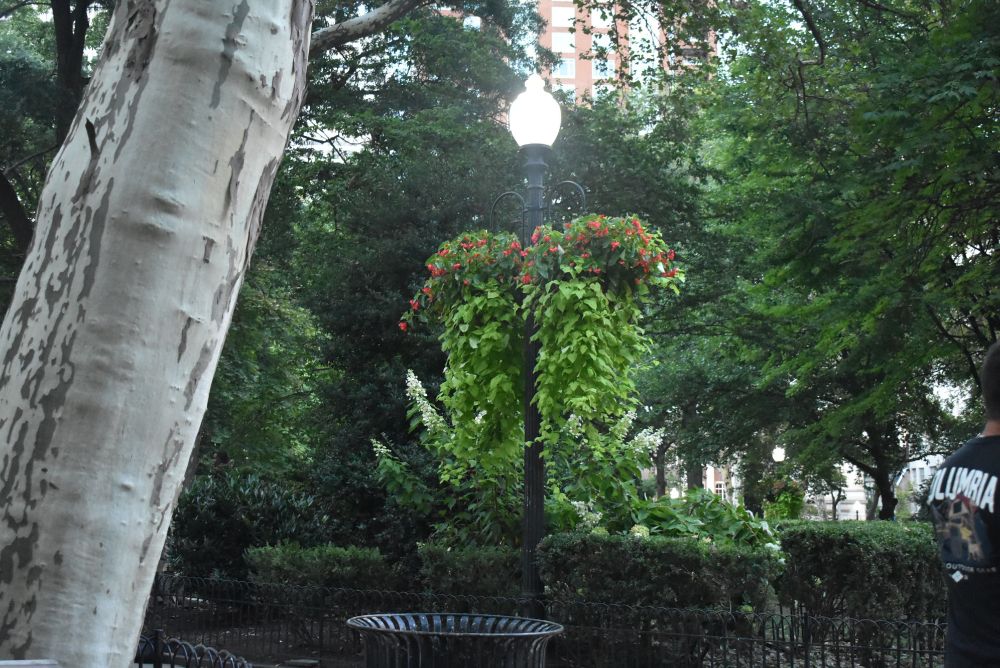 Rittenhouse square. Per of tree on left, street lamp and bush in center, top of trash bin, and trees in background.