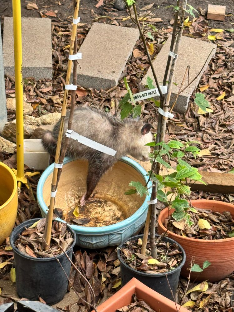 A spooked North American opossum flees a collection of bowls and planters it had been trying to drink from. 