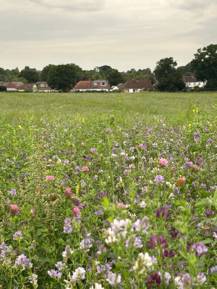 Wild flowers