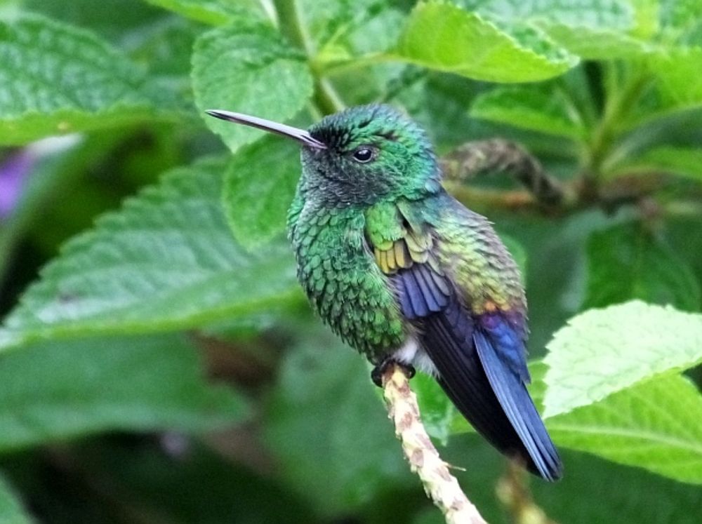 I've written about Villa San Ignacio before, it's easy to write about it again. For the visiting birder, this small hotel has more than nice rooms and great service. The place is a quick 15 to 20 minu...