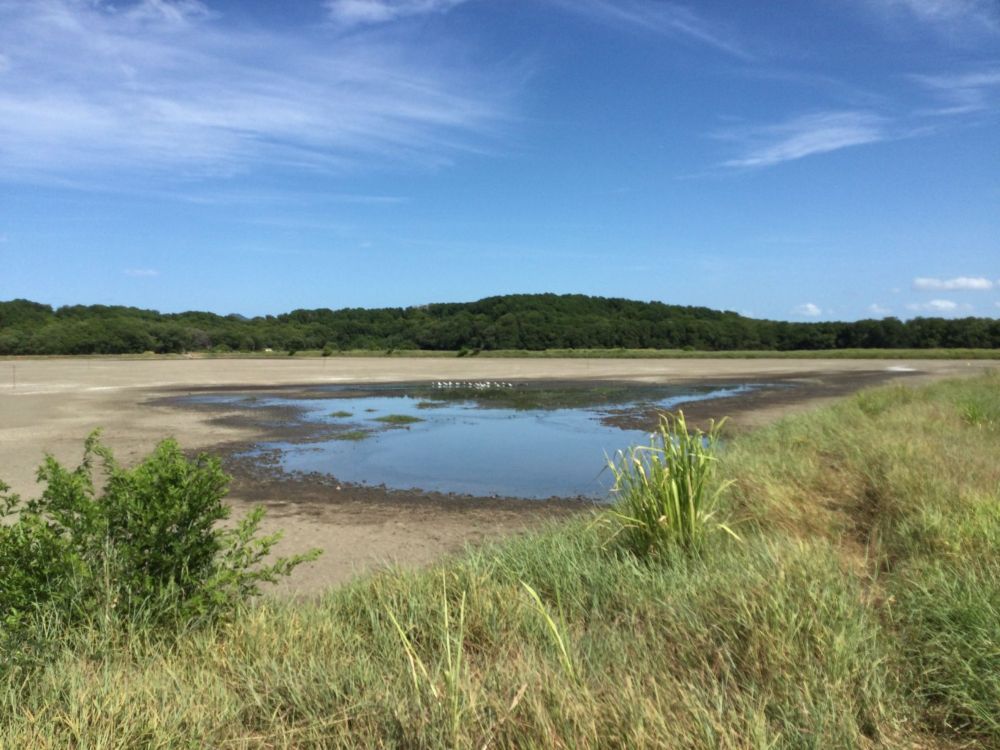 This past week in Costa Rica, we've been nicely struck with good fortune by the birding powers that be. A Yellow-billed Tern somehow came here and, even better, it has stayed long enough for birders t...